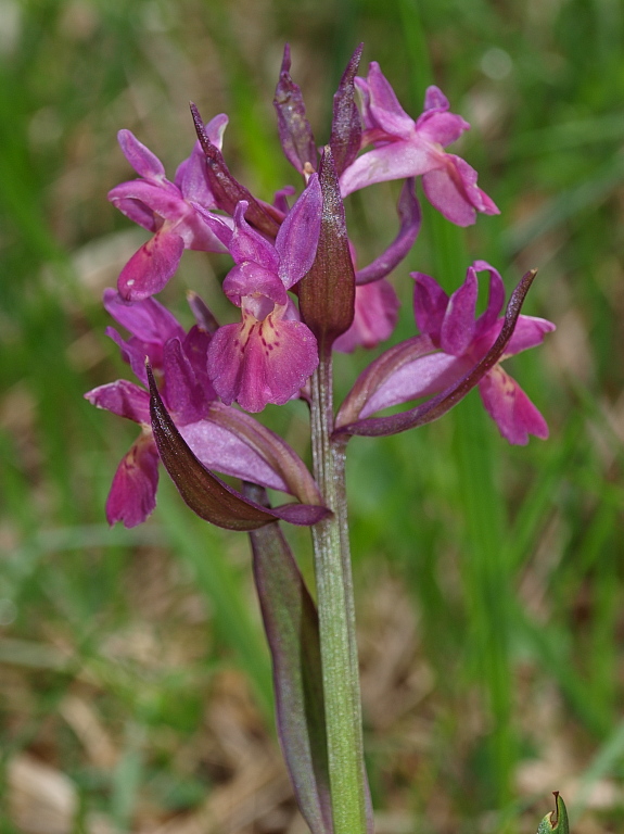 Dal Cadore 4 - Dactylorhiza sambucina